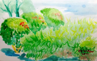 Bushes at Cherry Ave by CC Willow