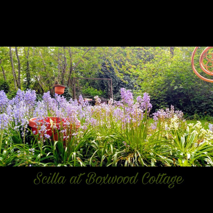 Scilla at Boxwood Cottage