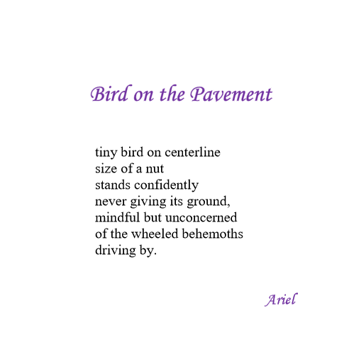 Bird on the Pavement by Ariel